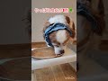 真面目な犬と泥棒犬 shorts キャバリアキングチャールズスパニエル アメリカンコッカースパニエル 老犬