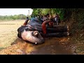 ഗജവീരൻ ഊട്ടോളി അനന്തൻ.. elephant ootoli ananthan