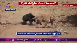 Bear Figjht With Tiger | Maharashtra  | పులిని పరుగులు పెట్టించిన  ఎలుగుబంటి