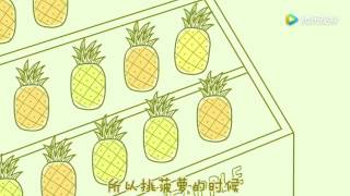 吃菠萝前为什么要用盐水泡？