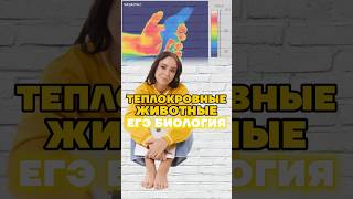 теплокровные животные #биологияегэ #биология #жаннаказанская #умскул