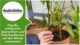 Paprika 🍎 erfolgreich überwintern ❄️ und Paprikapflanzen auf den Winter vorbereiten