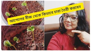 কিভাবে আপেলের বীজ থেকে চারা তৈরী করবেন #appleseeds #howseedlingappleseed #appletree #viralvideo