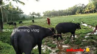 എന്റെ  പോത്ത് കുട്ടികൾ 😍buffelo /achus farming vlog