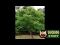 how to grow neem plant from seeds