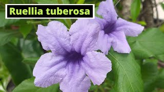 Ruellia tuberosa