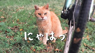 厳しい環境で仲間とけなげに暮らす猫たち【地域猫】