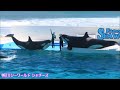 トレーナーさん、お茶目すぎる～😂 鴨川シーワールド シャチ kamogawa sea world