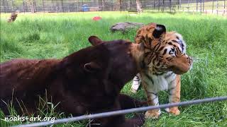 Baloo the bear and Shere Khan the tiger - BLT - Noah's Ark Animal Sanctuary