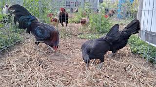 Pietro Beretta Black game fowl, Alamo Texas (956)510-0714