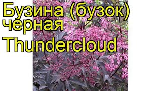 Бузина черная Тундерклоуд. Краткий обзор, описание характеристик sambucus nigra Thundercloud