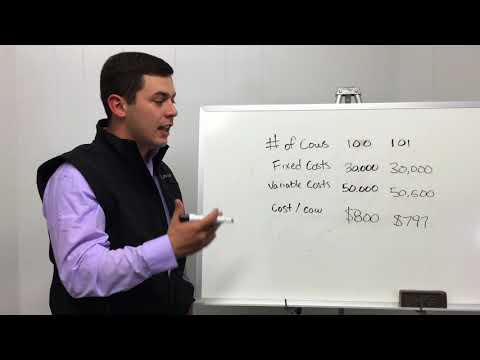 How much does a feedlot make per cow?