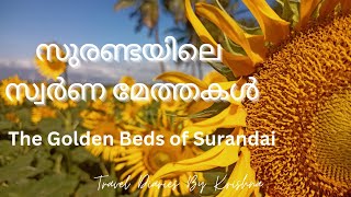 മണ്ണിൽ പൊന്നു വിളയിക്കുന്ന സുരണ്ടേ എന്ന ഗ്രാമത്തിലെ സൂര്യകാന്തി കാഴ്ചകൾ |The golden Beds of surandai