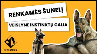 Kaip išsirinkti šunį su INSTINKTŲ GALIA // SMARTDOG Šuniški Pokalbiai