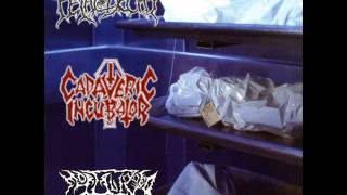 CADAVERIC INCUBATOR - Necrophagous urge