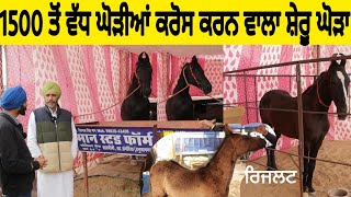 1500 ਤੋਂ ਵੱਧ ਘੋੜੀਆਂ ਕਰੋਸ ਕਰਨ ਵਾਲਾ ਸ਼ੇਰੂ ਘੋੜਾ Horse Mela Hanumangarh