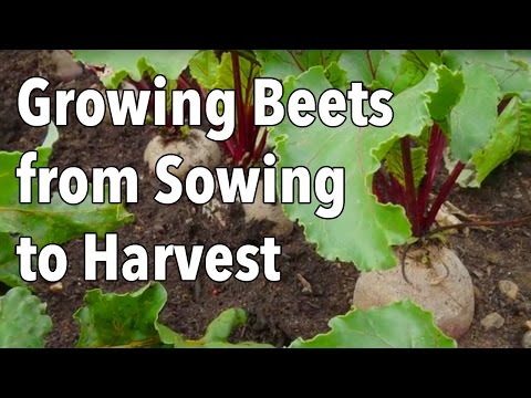 Growing Beets from Sowing to Harvest Growing Beets from Sowing to Harvest