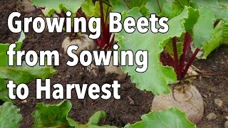 Growing Beets from Sowing to Harvest