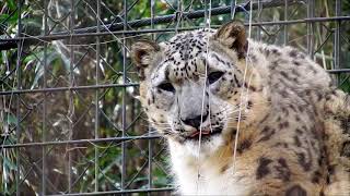 フクくん、いきなりダイブ　Snow leopard(ユキヒョウ)　多摩動物公園