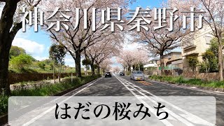 神奈川県秦野市 はだの桜道 - Driving along Row of Cherry Blossom Trees in Hadano City with Jeep Renegade