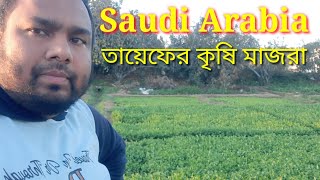 সৌদি আরব তায়েফের  কৃষি মাজরা দেখুন ।Saudi Arabia Taif vegetable garden । village Agriculture /