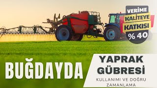 Buğdayda Yaprak Gübresi Kullanımı ve Doğru Zamanlama