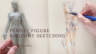 Female Figure Anatomy Sketching