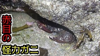 【水生生物採集 ♯２】猛毒のカニを求めて【ガサガサ】