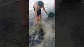 OMG Unlimited Sea Urchins | Sea Food Trip | Toyom