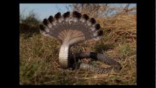 [HD MYSTERY] multiple headed snake