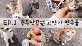 [길냥이일기] EP.1 똥꼬발랄! 용두산공원 고양이 친구들 :D