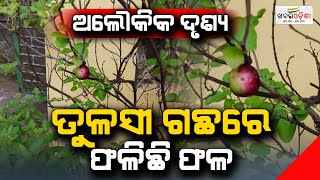 ଅଲୌକିକ ଦୃଶ୍ୟ ତୁଳସୀ ଗଛରେ ଫଳିଛି ଫଳ | Khabar Odisha