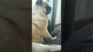 Pug dog barking/パグ犬吠える