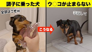 芋が食べたいと駄々をこねた挙句ウ○コが止まらなくなったチワックスの件について