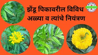 झेंडू पिकावरील विविध अळ्या व त्यांचे नियंत्रण , MARIGOLD FARMING ,झेंडू कीड व्यवस्थापन