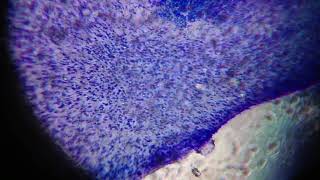 Foldscope: A Paper Microscope Demo