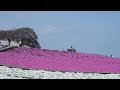 東京ドイツ村　芝桜