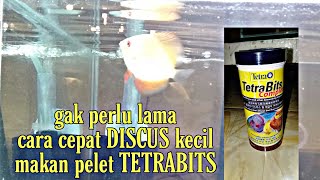 agar discus kecil mau makan pelet TETRABITS