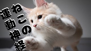 猫の驚異的な運動神経のヒミツ