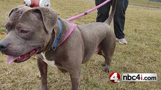 Adoptable dogs in Ohio: Darla