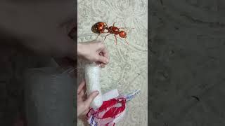 посылка. огненные муравьи Solenopsis invicta gemenata самые опасные муравьи FIRE Ants