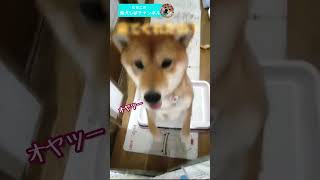 【柴犬】呼ぶと来てくれるシバ犬が可愛い　アフレコ　#shorts