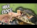 Extreme Danger: Trimming Trees with 6 Giant Saltwater Crocodiles Eating!