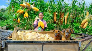 Full Video: Harvesting Young Sticky Corn Goes to Market Sell - Harvest, Farm, Cooking | Tieu Lien