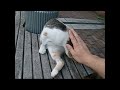 【潰せ pﾟﾛﾟ ==pﾊﾟｰﾝ】蚊に刺される猫　／　 crush pﾟﾛﾟ ==p cat bitten by mosquitoes.