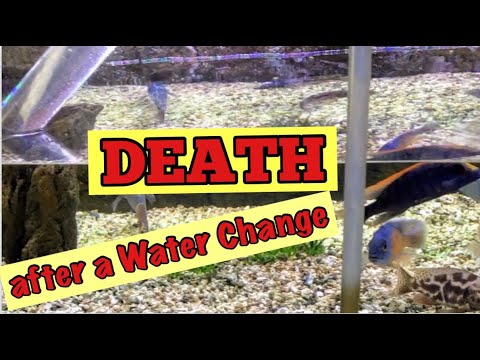 Why did fish die after water change?