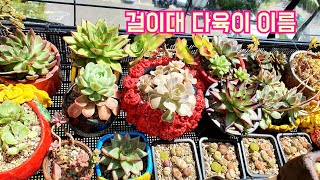 다육이 걸이대 4개 총출동 🔴다육이 이름 공부 ♡페트병다육이 🌈잎꽂이로 키운 다육이들 Succulent plant Bottl garden 多肉植物 다육식물