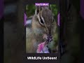 #WildLife #UnSeen | #Squirrels Gone WILD! #factsman #factsmanwild