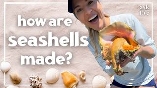 How Are Seashells Made? Fun Ocean Science