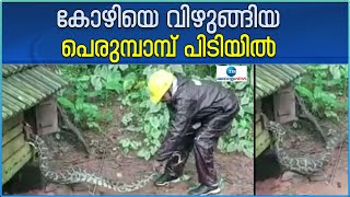 Python Snake Viral Video | കോഴിയെ വിഴുങ്ങിയ പെരുമ്പാമ്പ് പിടിയിൽ